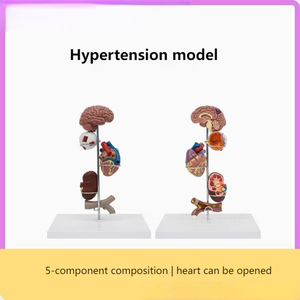 Modelo de Enseñanza Médica, Modelo de Hipertensión para la Educación en Cardiología y Fisiopatología - Product Image 3