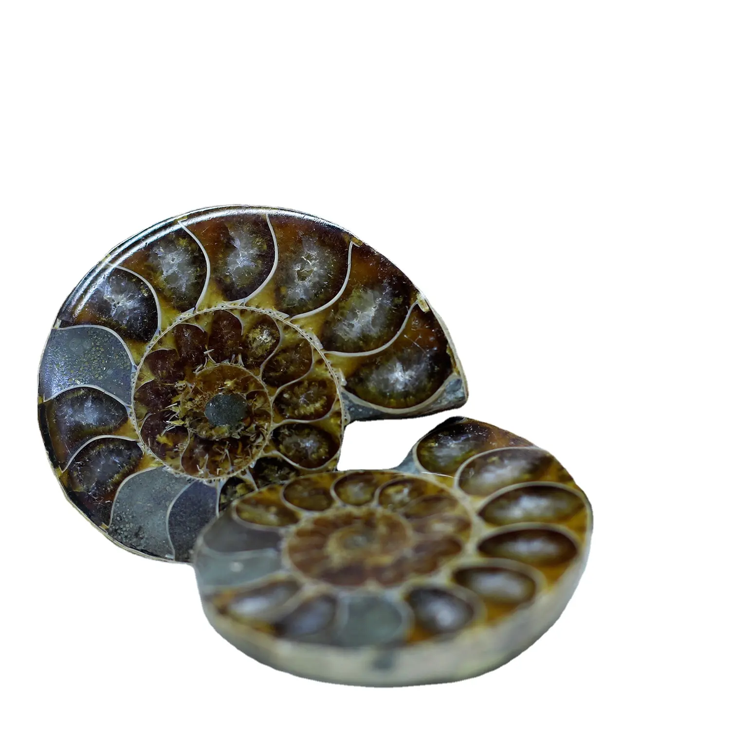 Vendita all'ingrosso pietre preziose di guarigione spirituale artigianato naturale Reiki Ammonite fossile conchiglia esemplare di Ammonite fetta per la decorazione domestica