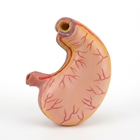 Modèle d'anatomie de l'estomac humain, naturel, grossissement 2x, pour l'enseignement biomédical, modèle de présentation sectionnel de la paroi viscérale, origine Chine