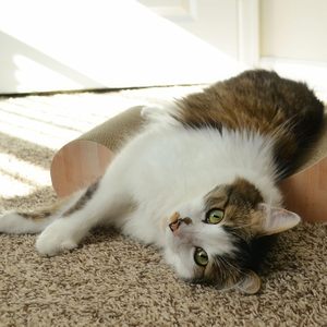 Fábrica Venda Quente Altamente Confortável Clássico Sofá <span class=keywords><strong>Cat</strong></span> Scratcher Curvo Madeira Eco-friendly Durável Pet <span class=keywords><strong>Toy</strong></span> Bed Indoor Use - Product Image 2
