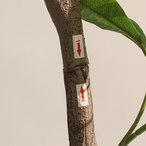 ต้นไม้ประดิษฐ์ JWS3808สูง160ซม. ต้นไม้สีเขียวและกระถางภูมิทัศน์ในบ้านครอบครัวต้นไม้ตกแต่งกลางแจ้ง - Product Image 4