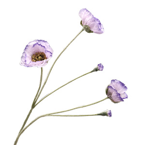 Fleur artificielle en soie, 5 têtes, coquelicot et <span class=keywords><strong>an</strong></span>émone, style automne, pour la fête des Mères, le <span class=keywords><strong>Nouvel</strong></span> <span class=keywords><strong>An</strong></span>, la maison, les fêtes et les mariages, écologique, vente en gros - Product Image 5