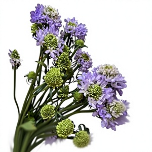 Flores Epteryceps Sundae <span class=keywords><strong>de</strong></span> Yunnan Kunming, Cabello Liso, Recién Cortadas, en Maceta Azul, Ramo <span class=keywords><strong>de</strong></span> Alta Gama, Modelo Hierba del <span class=keywords><strong>Gusano</strong></span> <span class=keywords><strong>de</strong></span> Pino - Product Image 1