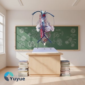 Modèle de circulation des veines portiques et des collatéraux - Modèle anatomique du système vasculaire humain pour l'enseignement en hépatologie - Product Image 5