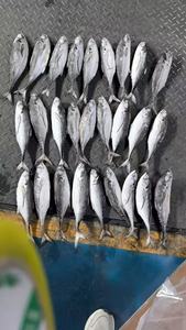 سعر جيد مجمد خردة ذيل صلب المأكولات البحرية المجمدة جولة كاملة خردة ذيل صلب - Product Image 5