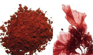 Polvo de Algas Rojas Puras, Ingrediente Botánico Marino Natural para Suplementos Dietéticos, Formulaciones de Alimentos Funcionales, Productos de Bienestar - Product Image 2