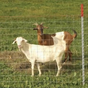 Yuking Wholesale Crimped Welded <b>Wire</b> <b>Mesh</b> Iron Fencing Panels for Cattle Sheep Horse Corral Pasture Farm Fence 2.0-3.0mm - Product Image 3