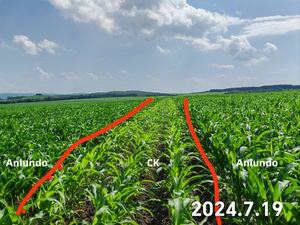 Perbaikan Tanah dan Pertumbuhan Tanaman untuk Budidaya Padi, Gandum, dan Jagung Pupuk Biologis Berbasis Kekayaan Zat Mikro & Unsur Mikro - Product Image 3