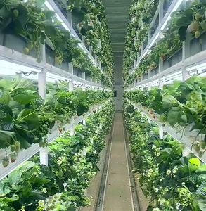 Contenedor de Cultivo de <span class=keywords><strong>Fresas</strong></span> con Sistema de Control Inteligente y Sistema de Iluminación LED para Cultivo, Invernadero <span class=keywords><strong>en</strong></span> Contenedor de Envío de 40 pies/20 pies - Product Image 5