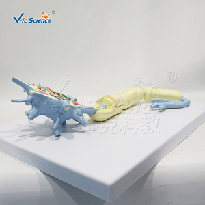 Modelo Anatómico de Célula Neuronal Ampliada de Gran Tamaño que Muestra la Estructura Completa para la Enseñanza en Hospitales y Escuelas CE/ISO/ROHS/CNAS - Product Image 4