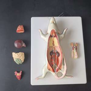 Nouveau modèle anatomique <span class=keywords><strong>de</strong></span> la structure interne <span class=keywords><strong>de</strong></span> la souris, spécimen d'élevage pour <span class=keywords><strong>l</strong></span>'enseignement <span class=keywords><strong>de</strong></span> la biologie et <span class=keywords><strong>l</strong></span>'anatomie animale - Product Image 1