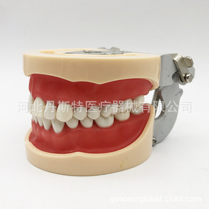 Modèle dentaire Heidefee 32 dents, gencives souples, bouche complète, amovible, modèle d'enseignement anatomique médical en silicone pour la pratique - Product Image 3