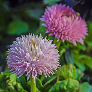 Extracto de <span class=keywords><strong>Trifolium</strong></span> Pratense Certificado GMP y Halal, Grado Alimenticio, Polvo de Hoja de Trébol Blanco y Rojo, Formononetina 98%, Envasado al Vacío - Product Image 5