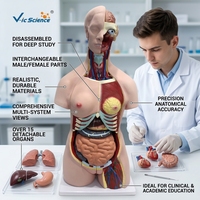 Modèle anatomique de torse unisexe en 32 parties, taille réelle, 333 structures numérotées pour l'enseignement en laboratoire d'anatomie, CE ISO ROHS CNAS
