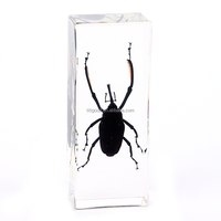 Presse-papiers en résine personnalisé avec spécimen animal intégré, artisanat en résine, insecte naturel, coléoptère, spécimen réel unique