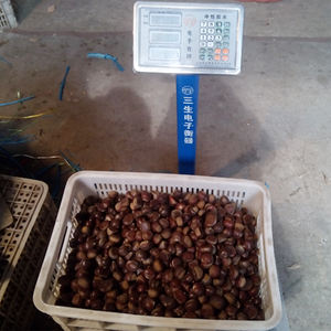 Châtaignes fraîches de grande taille du Shandong, récolte 2021 - Product Image 2