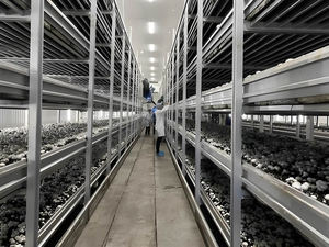 Hot Dipped Galvanized Aluminum Alloy Mushroom <b>Cultivation</b> Rack For Button Mushroom House - Product Image 3