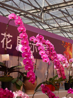 Différentes fleurs, telles que les Phalaenopsis, les orchidées