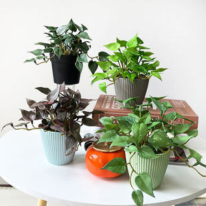 Mini Paquete de <span class=keywords><strong>suculentas</strong></span> con hojas de plantas artificiales para el hogar, arreglo de escritorio verde, decoración y colgante de pared - Product Image 4