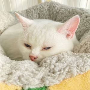 Nieuw Product Kattenbed Hangende Kat Hangmat Hangend <span class=keywords><strong>Bed</strong></span> Kat Schommel Zonnebaden Huisdier Hangende Mand Fabrikant Groothandel - Product Image 5