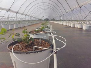 Sistema di irrigazione <span class=keywords><strong>a</strong></span> effetto serra che gocciola frecce - Product Image 3