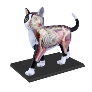 Modelos Anatómicos 4D de Animales para Uso Médico, Modelos de Órganos Internos de Gato, Perro, <span class=keywords><strong>Cerdo</strong></span>, Vaca y Caballo, Regalo Científico para Niños - Product Image 5