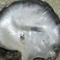 Cabochon en nacre noire naturelle calibrée à dos plat, facettée, taille poire, motif damier, pierres précieuses en vrac, IRIDESCENCE