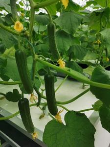 Système de plantation hydroponique XPS EPS, <span class=keywords><strong>Culture</strong></span> <span class=keywords><strong>en</strong></span> eau profonde pour Agriculture, - Product Image 4