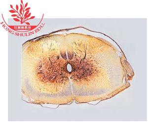 Vorbereitete Objektträger 12 Arten Hochschul bildung Objektträger für menschliche Histologie Arterien und Venen, TS Biological <span class=keywords><strong>Histology</strong></span> Slides - Product Image 4