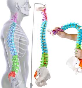 Medizinisches menschliches Wirbelsäulen modell Lehr anatomie modell Wirbelsäulen farbenes flexibles anatomisches Modell mit Wirbel nerven arterien Becken - Product Image 5