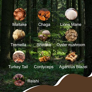 ODM OEM Mushroom Coffee with 10-Mushroom Extract Blend Support Optimal Health Immunity Wellbeing <b>Protein</b> Mushroom Coffee - Product Image 3