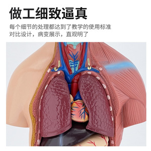 Modèle de torse de 45 cm pour l'anatomie des organes internes humains, anatomie du torse masculin et féminin, structures des organes thoraciques et abdominaux - Product Image 4