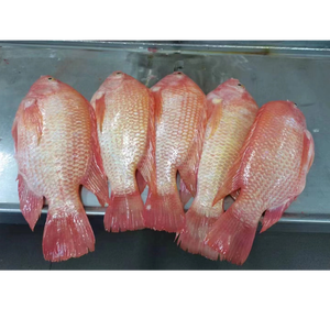 Tilapia roja de pescado vivo al por mayor tilapia roja redonda entera congelada - Product Image 5