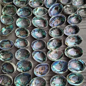 Groothandel Schone En Natuurlijke Abalone Shell Paua Zeeschelp Newzealand Blauwe Regenboog Abalone Shell