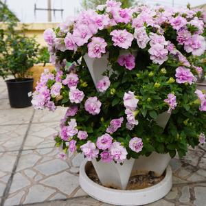 Maceta de Plástico de Alta Calidad para Fresas <span class=keywords><strong>con</strong></span> Excelente Sistema de Drenaje - Product Image 1