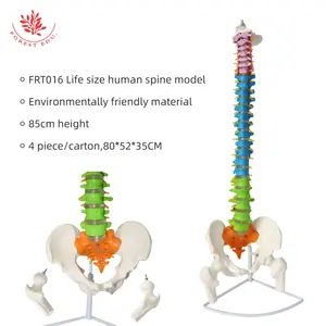 แบบจำลองกระดูกสันหลังของมนุษย์ FRT016กายวิภาคกระดูกสันหลังของมนุษย์ขนาด85ซม. แบบแบ่งส่วนสี