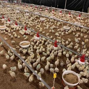 Bajo Costo de aves de corral de engorde <span class=keywords><strong>casa</strong></span> pollo con equipo de alimentación/pollo beber/controlador climático para aves de corral - Product Image 5