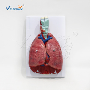 Modèle de système respiratoire haute précision à 7 composants avec structures anatomiques clairement marquées pour une utilisation universitaire - Product Image 1