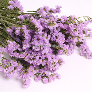 Flor Myosotis Sylvatica Real Natural Interior Forget Me Nots Flores secas Forget Me Not Flower - Product Image 2