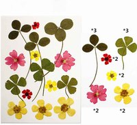 Gedroogde geperste bloemenset hortensia roos gypsophila gemengde bloemen geperste bloemen voor hars oorbel hanger DIY gedroogde bloemen knutselwerk