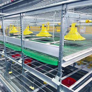 Jaulas de pollos para granjas de Sudán Jaula de pollos Máquina automática de recolección de <span class=keywords><strong>huevos</strong></span> Jaulas de 3 pisos para pollos de engorde - Product Image 6