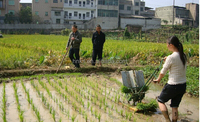 Planteuse de Riz Domestique Monorange / Machine à Planter le Riz / Semoir de Riz Populaire pour Repiqueuse de Riz