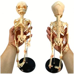 KyrenMed modèle de <span class=keywords><strong>squelette</strong></span> infantile modèle de crâne de fœtus taille réelle 15.7 pouces <span class=keywords><strong>squelette</strong></span> de bébé fœtal modèle anatomique d'orthopédie pour l'étude - Product Image 1