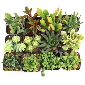 Suculentas de interior para escritorio con poca luz y plantas de follaje escultural en macetas de 2 pulgadas para el hogar - Product Image 3