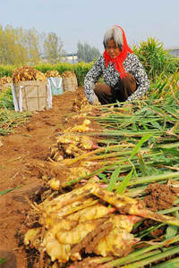 סיני ג 'ינג' ר גדול על מכירות חמות - Product Image 5