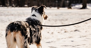 犬用戦術訓練トレーナー用アクセサリー 大型犬用ハーネスアクセサリー - Product Image 2