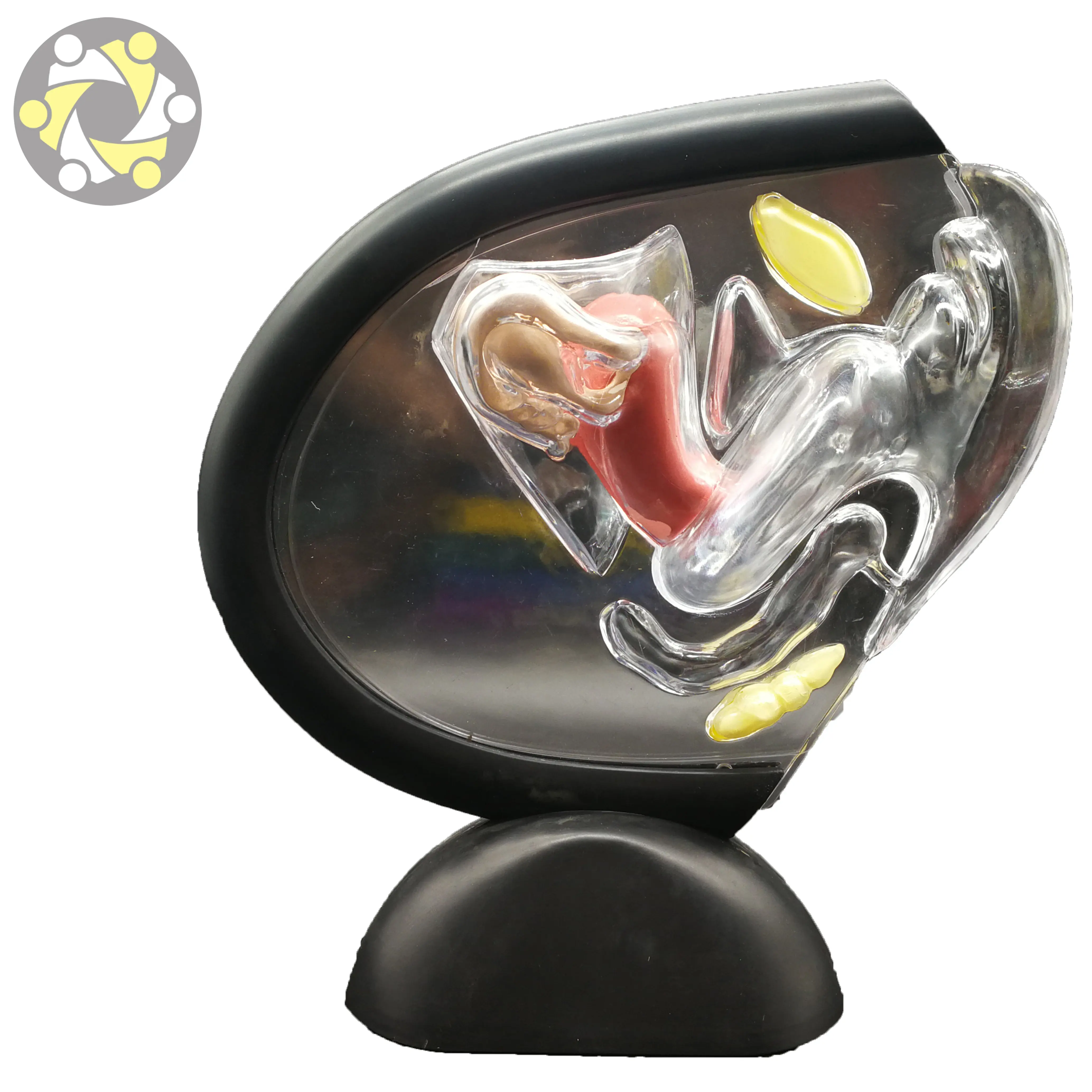 หญิงระบบสืบพันธุ์โปร่งใส Uterine Anatomical Model