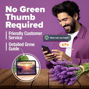 Vente <span class=keywords><strong>en</strong></span> gros - Lavande anglaise de qualité supérieure HOME GROWN pour plantation <span class=keywords><strong>en</strong></span> intérieur et usage <span class=keywords><strong>en</strong></span> jardin, sans OGM, variété ancienne à forte germination - Product Image 6