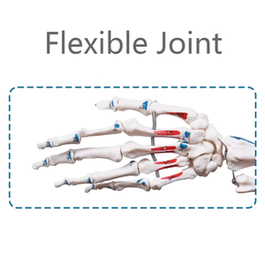 Human Life Size <strong>Vivid</strong> <strong>Full</strong> Body Anatomy 180cm Skeletons Model with Spinal Nerve Muscles for Medical Schools CE and ISO - Product Image 3