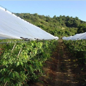 Bâche en polyéthylène durable <span class=keywords><strong>anti</strong></span>-pluie pour vergers de cerises et de raisins, fournie directement par l'usine - Product Image 3